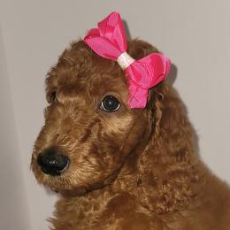 Goldendoodles from Boondock Kennel