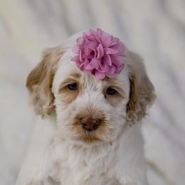 Petal - Caramel female Australian Labradoodle puppy in Redding, California from Shasta Royal Monroe Puppies
