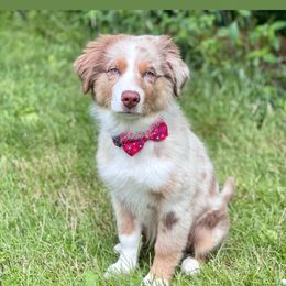 Australian Shepherd Puppies from Peacock’s Pride Australian Shepherds