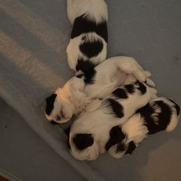 Yorkshire Terrier Puppies from Tails of Joy MA