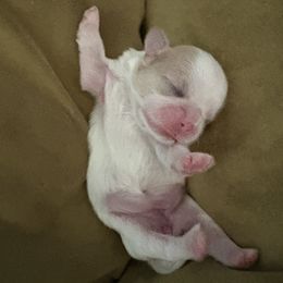 AKC-ASPEN - Liver and white female Shih Tzu puppy in Escondido, California from Becca's Shih Tzus