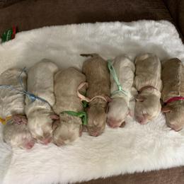 Cockapoo puppies from Our Father’s Doodles