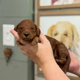 Reba - Red  female Goldendoodle puppy in Wharton, Texas from Little Fur Friends