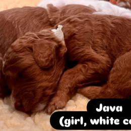 White - Red  female Goldendoodle puppy in Guntersville, Alabama from Carefree Goldendoodles