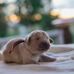 Rose (Pink) - Golden female Golden Retriever puppy in Lodi, California from R3 Sport Dogs (Rafter 3 Ranch)