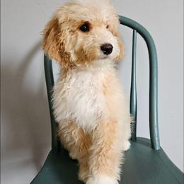 Basil - Red male Bernedoodle puppy in Granton, Wisconsin from Rose River Farms