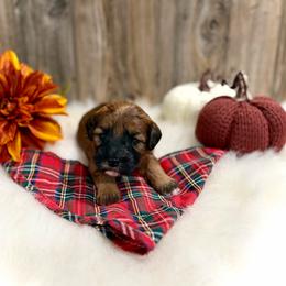 Cindy Lou - Brown female Whoodle puppy in Merritt, Michigan from Genesis Family Farm