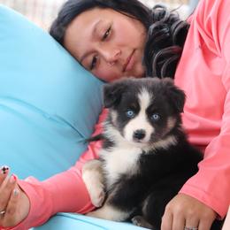 BTF1 - Prissy X Sloan - Black tri female Miniature Australian Shepherd puppy in Goliad, Texas from Sassy Lil Aussies and Diamond W Poodles