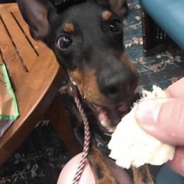Ibizan Hound and Manchester Terrier All Grown Up from Ahram Ibizan hounds and Manchester Terriers