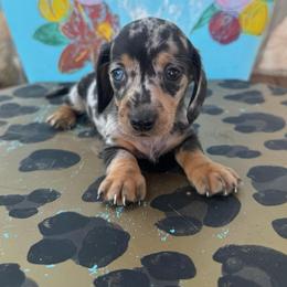 Pistol - Dapple male Dachshund puppy in Hawley, Texas from Foxy’s Dachshunds & Toy Aussies