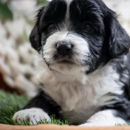 Ash - Black and white male Aussiedoodle puppy in Jackson, Tennessee from Dinah Doodles and Aussies