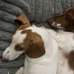 Dachshunds from Lisa’s Teeny Weeny Farm