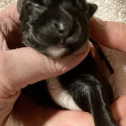 Maltipoo, Morkie, and Yorkipoo Puppies from Danza Bolo