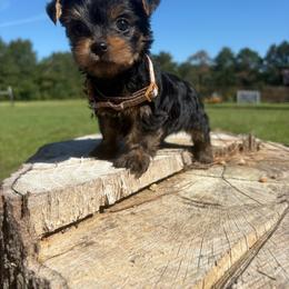 Dolly - Black and tan female Yorkshire Terrier puppy in Jayess, Mississippi from Barbara Clark
