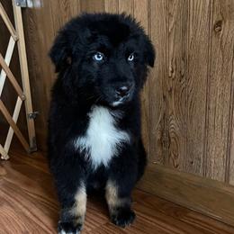 Male 3 - Black tri-color male Australian Shepherd puppy in Smithville, Arkansas from Harris Farms and Aussies