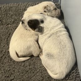 Australian Cattle Dog and French Bulldog Puppies from Sugarloaf French bulldogs and Australian cattle dogs