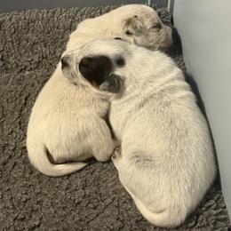 Australian Cattle Dog and French Bulldog Puppies from Sugarloaf French bulldogs and Australian cattle dogs