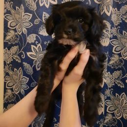 Morkie Puppies from The Morkie Mafia