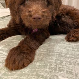 Australian Labradoodle Puppies from Quail Creek Doodles