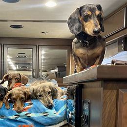 Dachshunds and Labrador Retrievers from Honeydew Ranch
