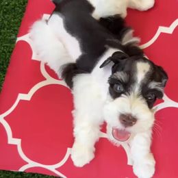 Toby - Parti male Miniature Schnauzer puppy in Canyon Lake, Texas from Chambers Schnauzers