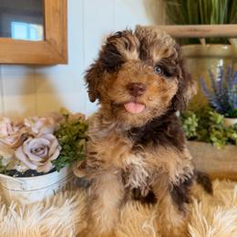Twix - Chocolate merle female Bernedoodle puppy in Saint Francis, Kansas from Land of Oz Doodles