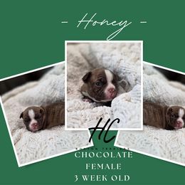 Honey - Red female Boston Terrier puppy in La Belle, Florida from HC Boston Terriers
