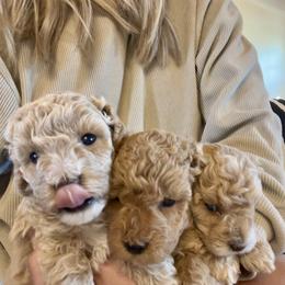 Cavapoo, Cockapoo, Goldendoodle, and Maltipoo Puppies from Perdue Puppies