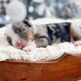 Twig - Blue merle male Bernedoodle puppy in Henry, Illinois from Rowe Farms Doodles