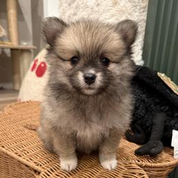 Girl 1 - female Pomsky puppy in Albany, Oregon from Cherrywell Carnivora