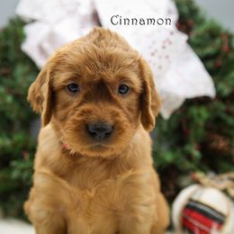 Cinnamon - Dark golden female Golden Retriever puppy in Scio, Oregon from Webb's Wold Kennels