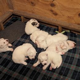 Great Pyrenees Puppies from Duck Creek Poultry Place & Wilson's Waterfowl