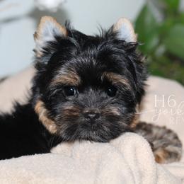 Remi - Black and tan female Yorkshire Terrier puppy in Austin, Texas from H6 Yorkies