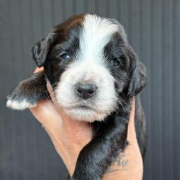 Tracker - male Australian Mountain Doodle puppy in Cortez, Colorado from Sassy Pants Pups