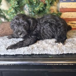 Jack - Black male Yorkipoo puppy in Henderson, North Carolina from Dorans Danes and Doodles