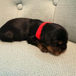 Red male puppy - Black and tan male Cavalier King Charles Spaniel puppy in Texas from Meyer's Cavalier
