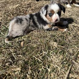 Leo - Blue merle male Miniature Australian Shepherd puppy in Marion, Michigan from Highland Hills Mini Aussies