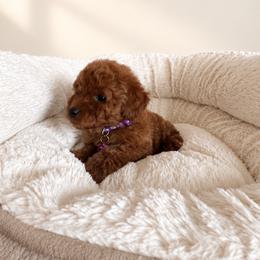 Boy 1 - Red  male Goldendoodle puppy in Sacramento, California from Golden doodles  Lovers