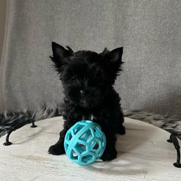 Donner - Black and gold female Yorkshire Terrier puppy in Pana, Illinois from Lucky Star Yorkies