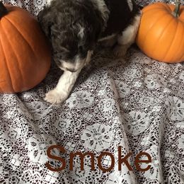 Poodle Puppies from 406 Poodles