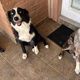Australian Shepherd All Grown Up from TX Wild Heart Aussies
