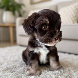 Winston - Liver male Miniature Schnauzer puppy in La Mirada, California from SchnauzersRus