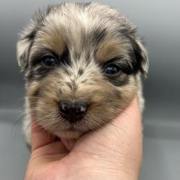 Lori - Blue merle female Australian Shepherd puppy in Scottsville, Virginia from Cedar Creek Aussies
