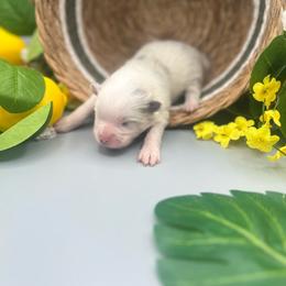 Girl 4 - Blue merle female Pomeranian puppy in Brentwood, California from Royalpawpoms