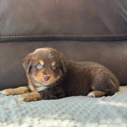 Bunny - Red tri male Miniature Australian Shepherd puppy in Cody, Wyoming from Quartz Creek Aussies