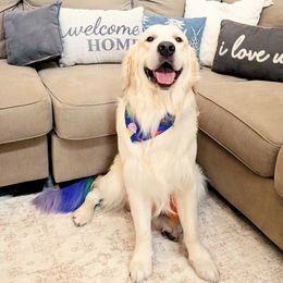 Golden Retriever Puppies from Top Gun Golden Retrievers