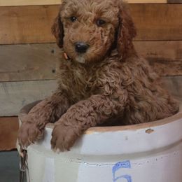 Poodle Puppies from Red Barn Moyen Poodles