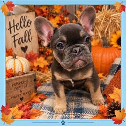 Spot - Blue male French Bulldog puppy in Conroe, Texas from SFLK