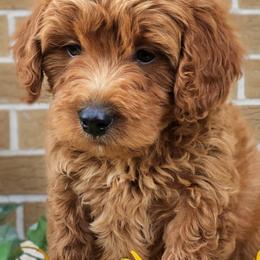 Goldendoodle Puppies from Michigan Doodles
