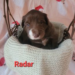 Radar - White and red male Border Collie puppy in Watsontown, Pennsylvania from Kate Gresham
